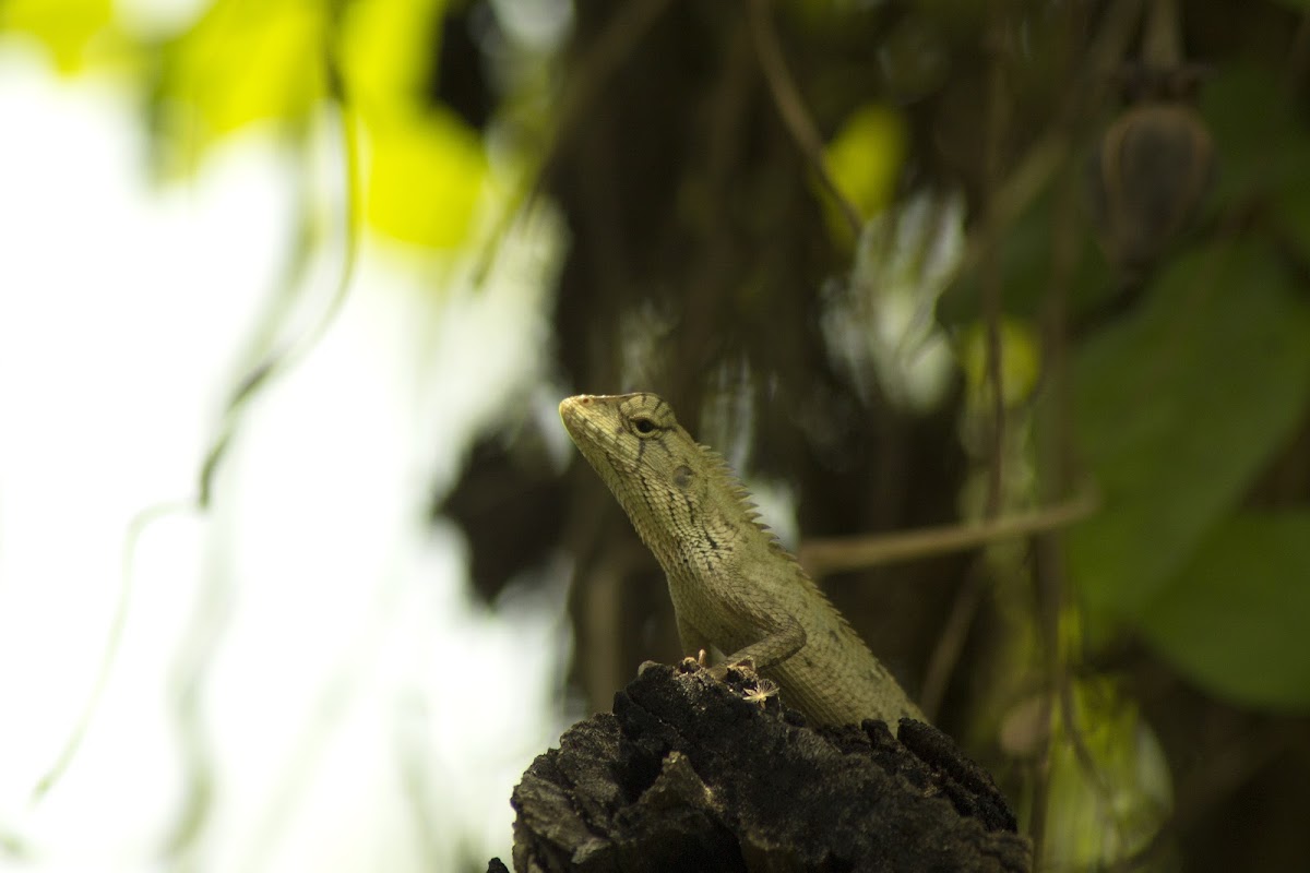 Oriental garden lizard