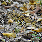 White's Thrush ( चाँचर चराको प्रजाती )