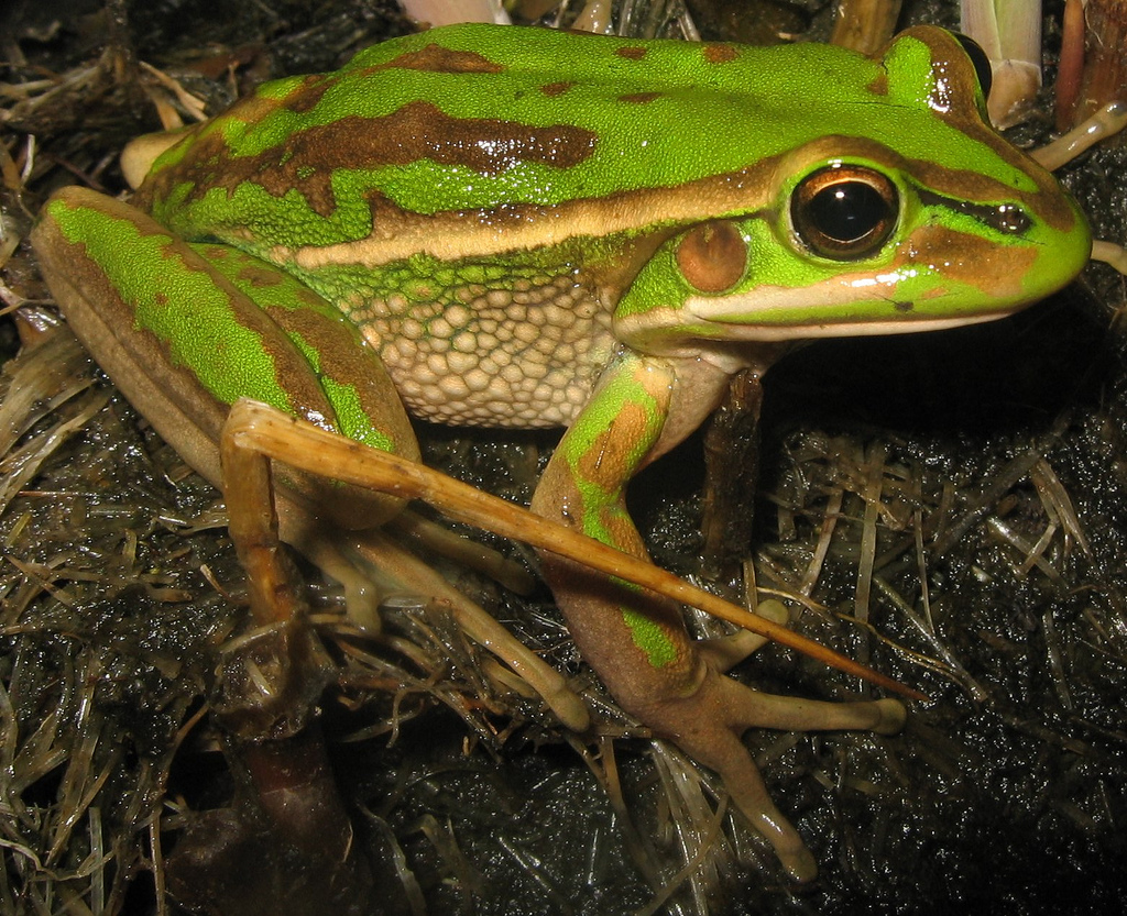 Image result for new zealand frog wetlands