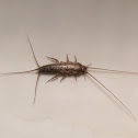 Silverfish