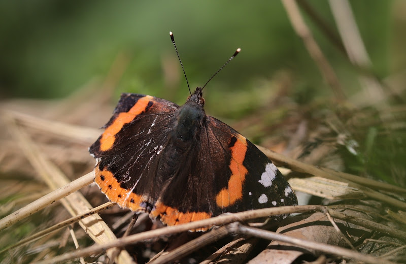 Vanessa Atalanta di Fe140