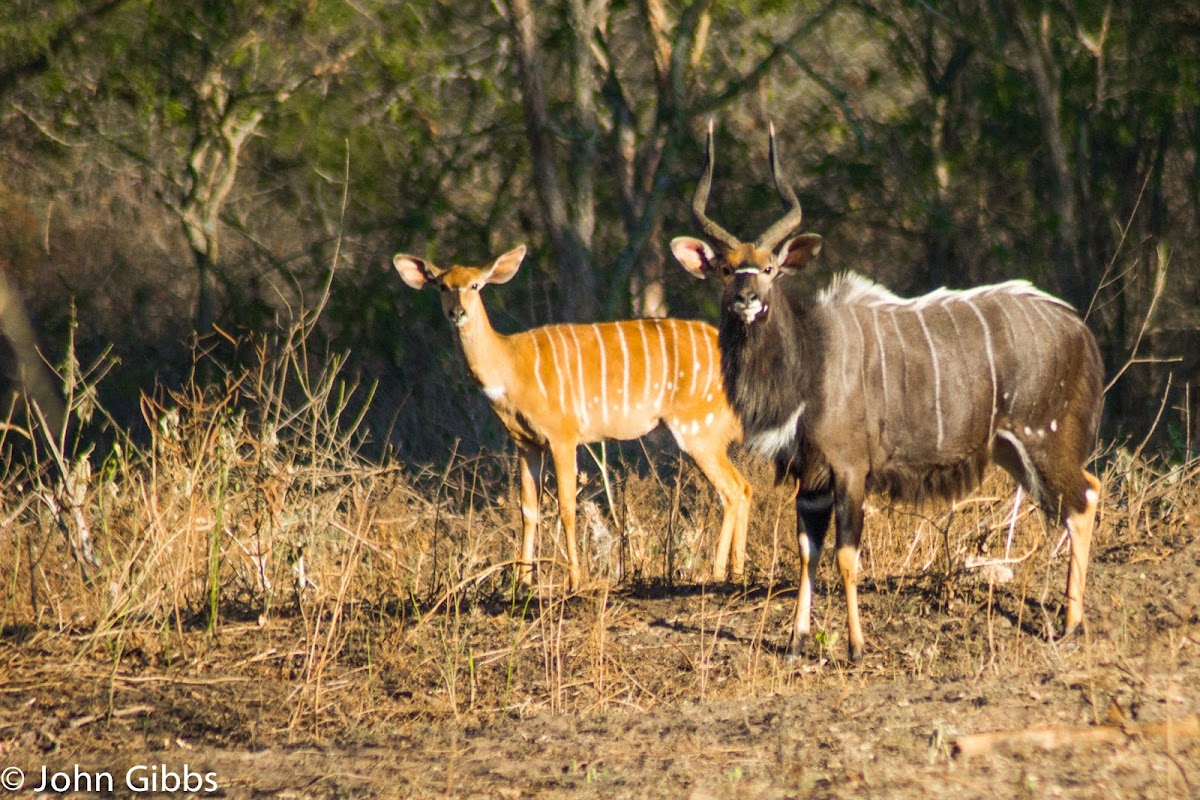 Nyala