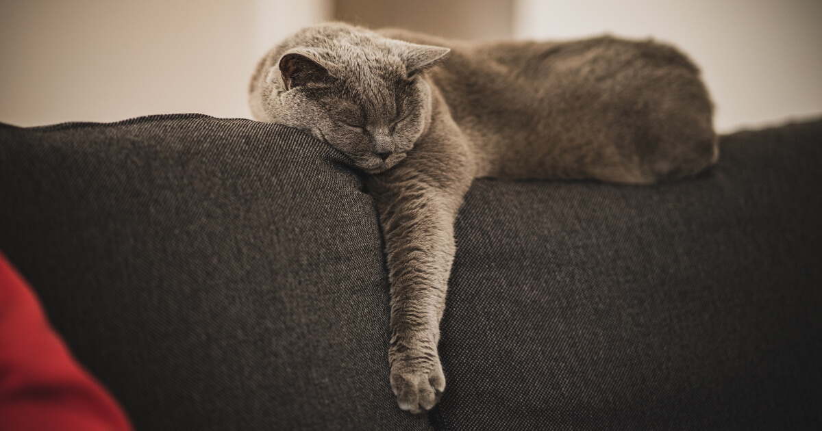 chat de race calme sur le canapé