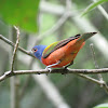 Painted Bunting