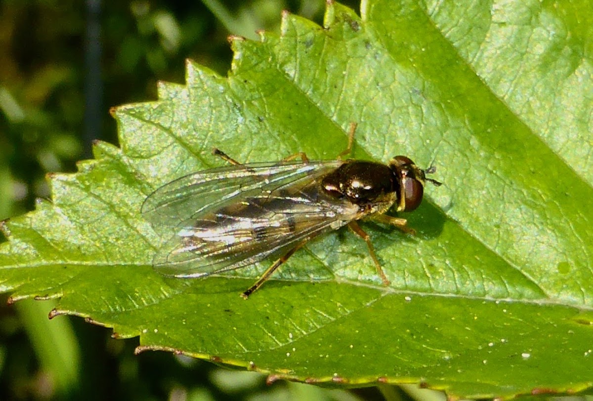 Syrphid Fly