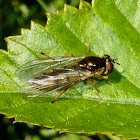 Syrphid Fly