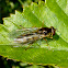 Syrphid Fly