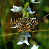 Black-Banded Orange Moth