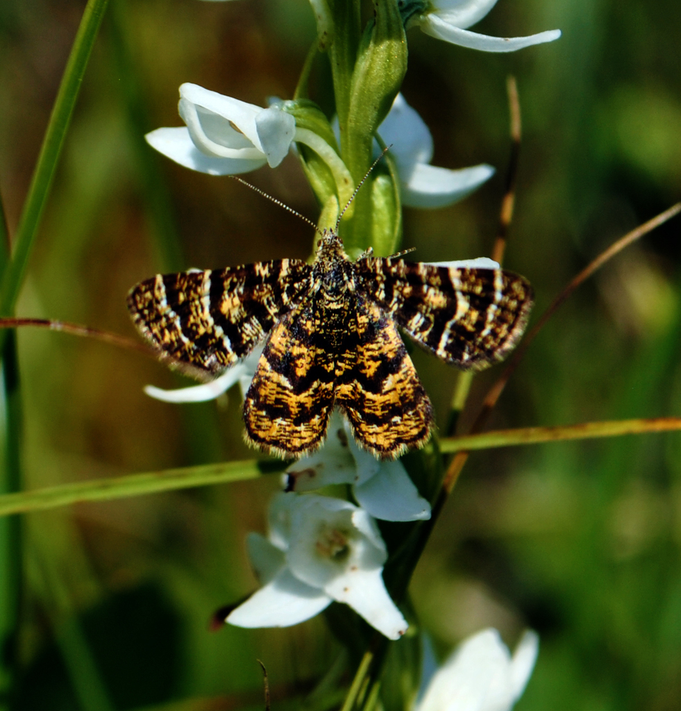 Black-Banded Orange Moth