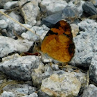 Pearl Crescent (light Female)