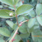 Crab Spider