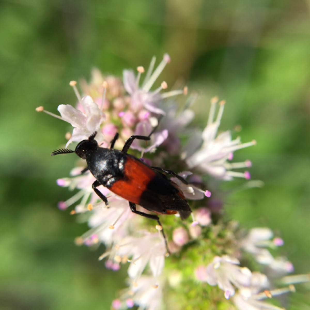 Wedge-shaped Beetle