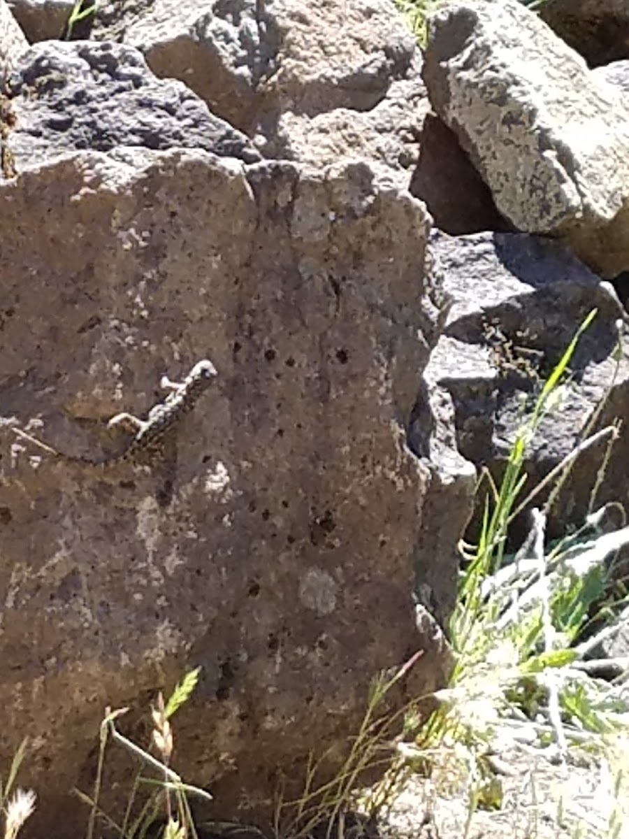 Sagebrush Lizard