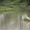 Great Egret