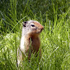 Columbian Ground Squirrel