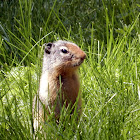 Columbian Ground Squirrel