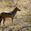 Black-backed jackal