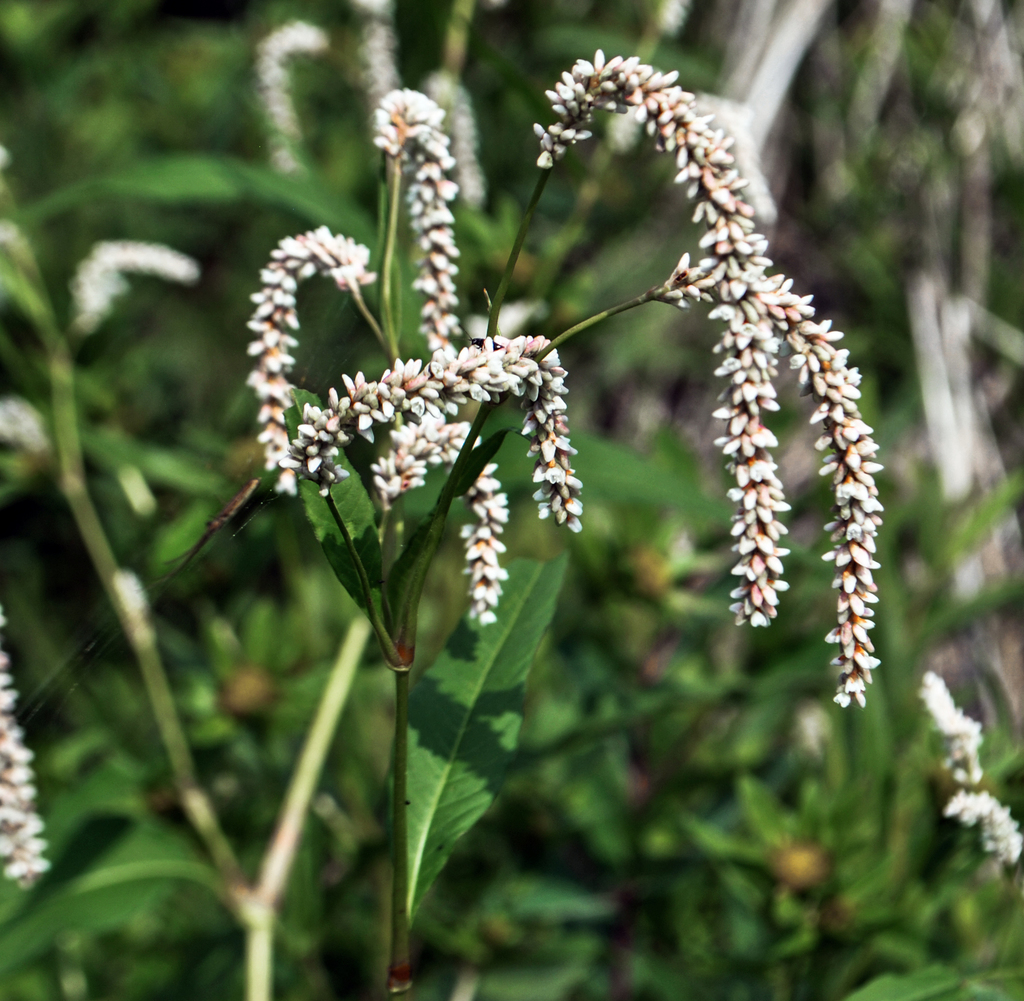 Pale Smartweed