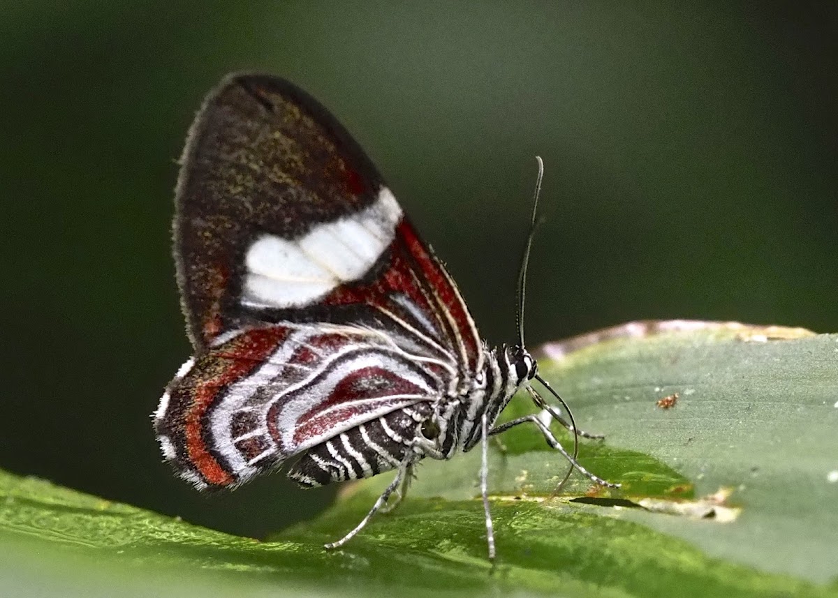 Erateina Moth