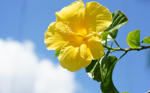 Bright Yellow Flowers screenshot 1