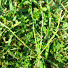 Smooth Crabgrass