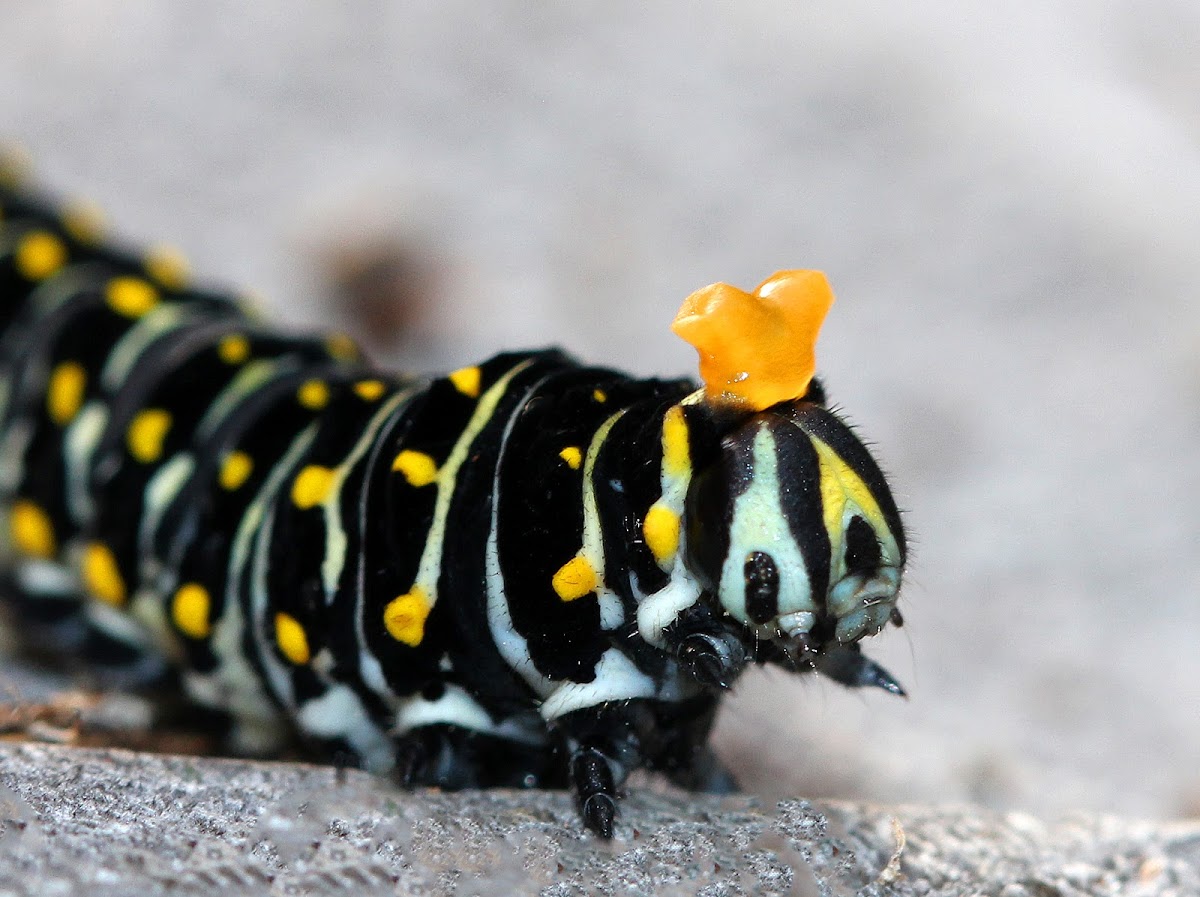 Black Swallowtail Caterpillar