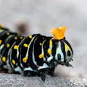 Black Swallowtail Caterpillar