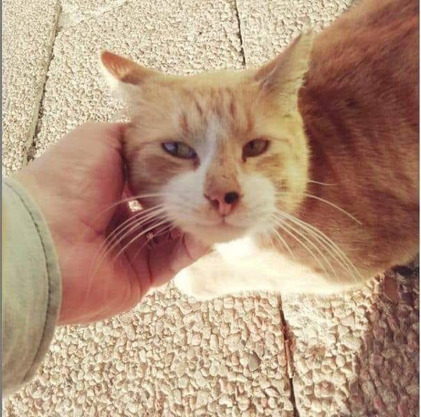 Boy, a beloved cat that roamed near Durban's King Shaka International Airport, was shot by a police officer on New Year's Eve.