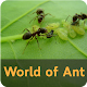 Download World of Ant For PC Windows and Mac 1.0