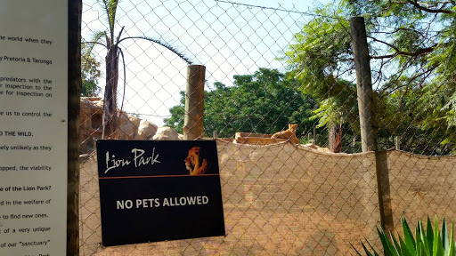 Lion Park South Africa 2015