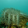 Crown of Thorn Starfish