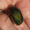 Green June Beetle