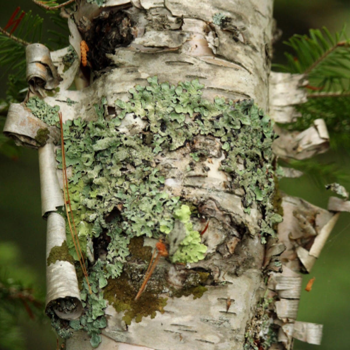 Wrinkled Shield Lichen