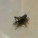 Field Cricket