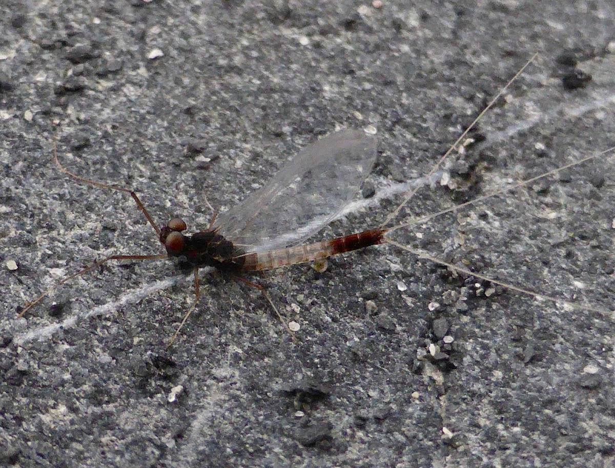 Mayfly