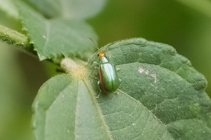 Diabrotica rufolimbata