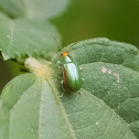 Diabrotica rufolimbata