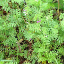 Common Vetch