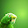 Parrot Wallpapers parrot New Tab HD