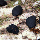 Witches' Butter