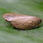 leafhopper