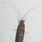 Unknown Caddisfly