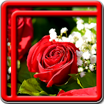 Rose Live Wallpapers Apk