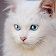 Chat birman qui parle icon