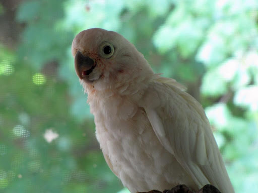 Cockatoos Wallpapers HD FREE