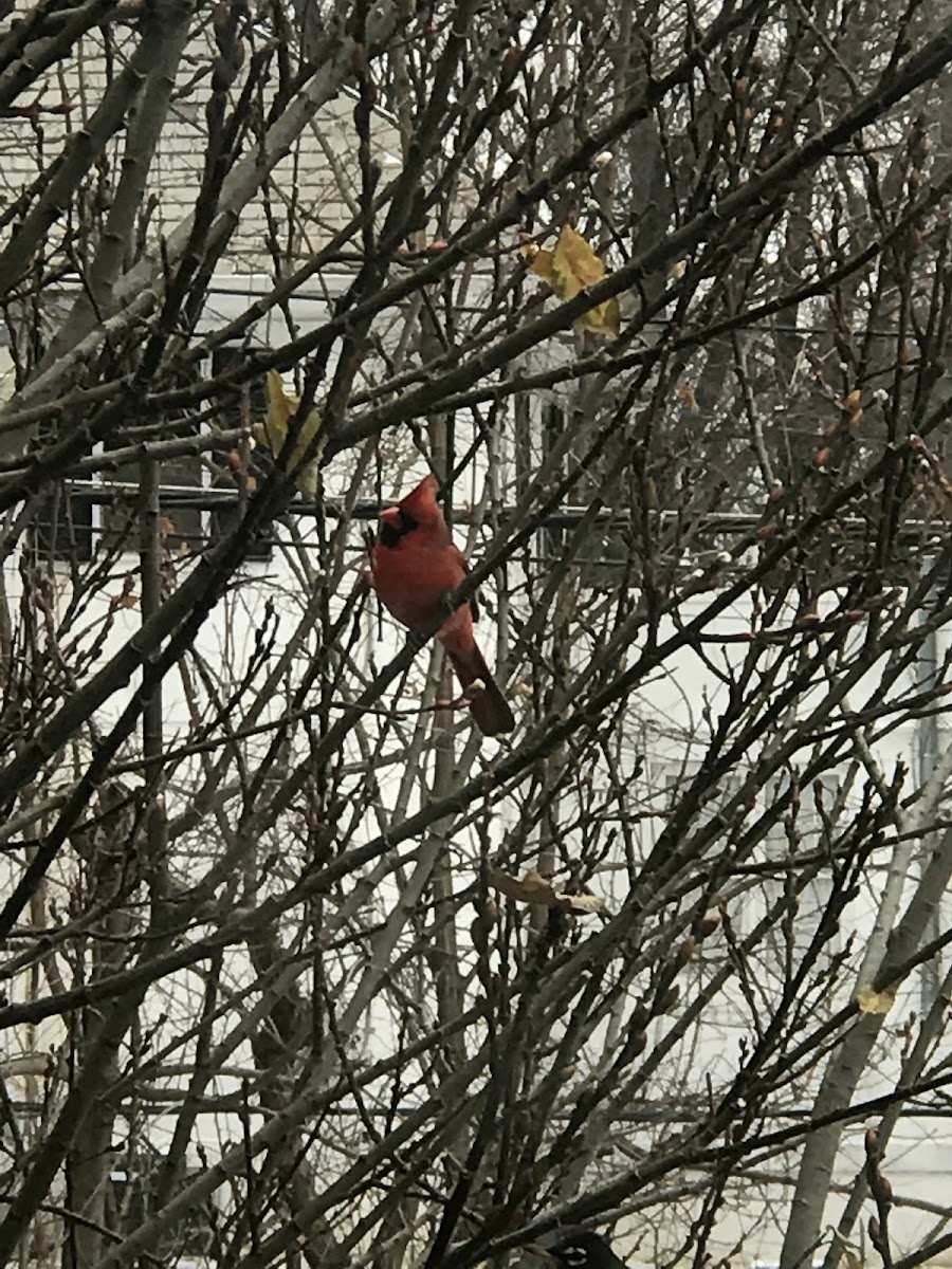 Northern Cardinal