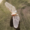 Planthopper