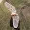 Planthopper