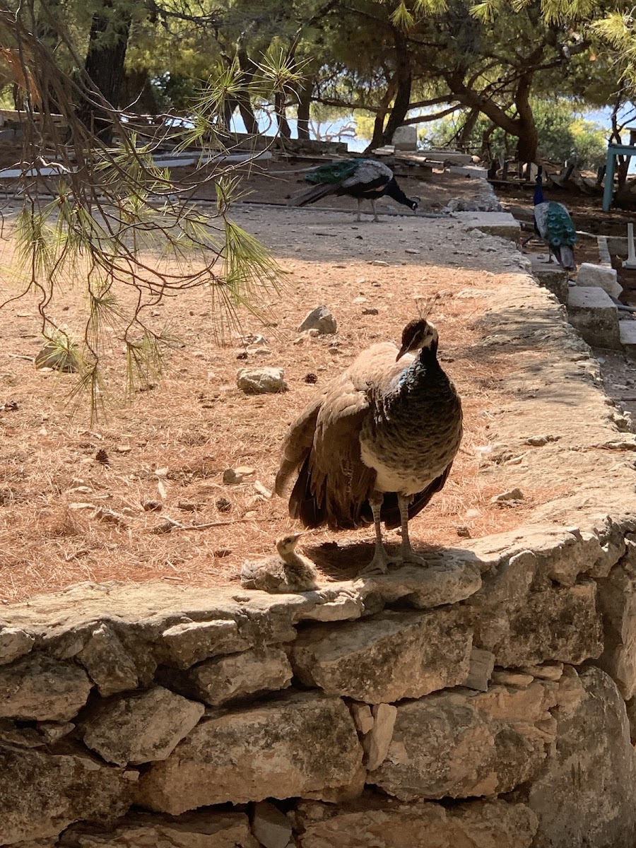 Peacock