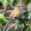 Northern Cardinal - female